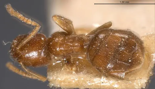 Bothriomyrmex breviceps specimen
