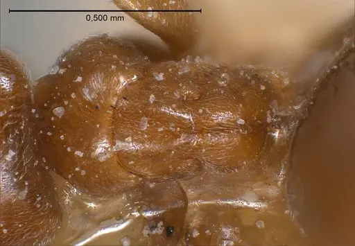 Bothriomyrmex breviceps specimen