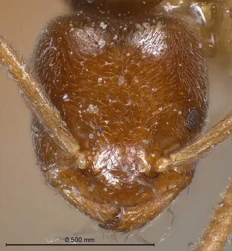 Bothriomyrmex breviceps specimen