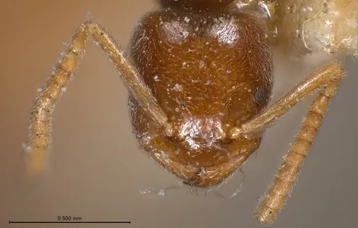 Bothriomyrmex breviceps - ANTWEB1008365