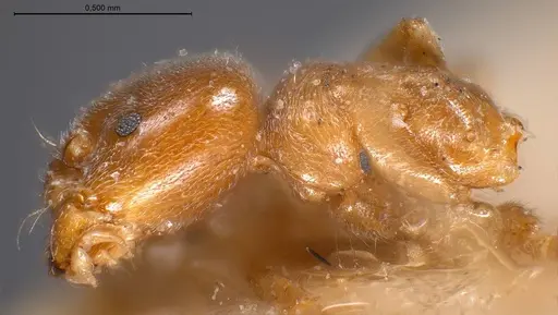 Bothriomyrmex breviceps - ANTWEB1008366