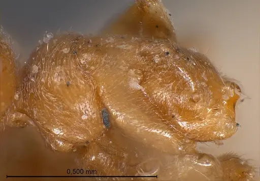 Bothriomyrmex breviceps - ANTWEB1008366