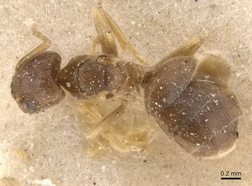 Bothriomyrmex breviceps - CASENT0911468