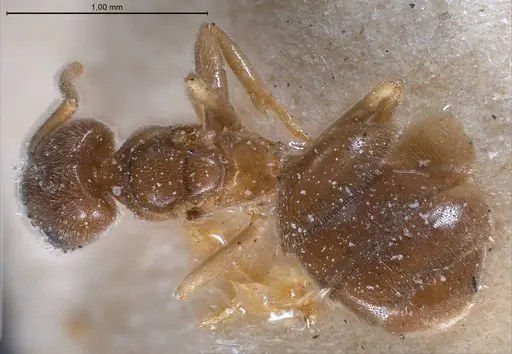 Bothriomyrmex breviceps - CASENT0911468