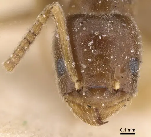 Bothriomyrmex breviceps - CASENT0911468