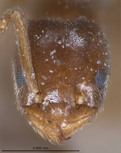 Bothriomyrmex breviceps - CASENT0911468