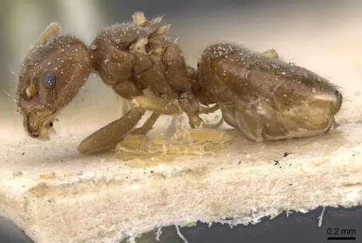 Bothriomyrmex breviceps - CASENT0911468