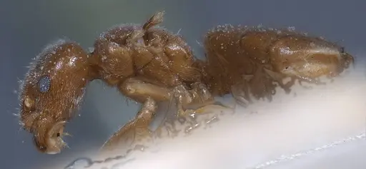 Bothriomyrmex breviceps - CASENT0911468