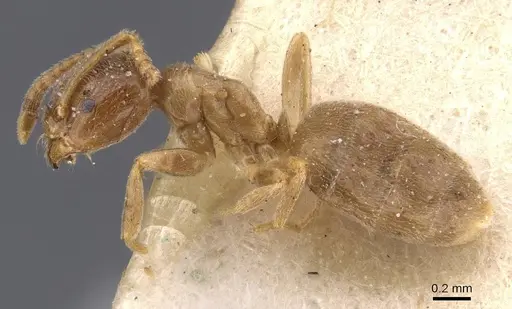 Bothriomyrmex breviceps - CASENT0911469