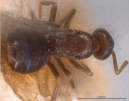 Bothriomyrmex corsicus specimen