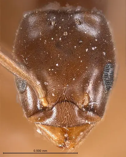 Bothriomyrmex corsicus specimen
