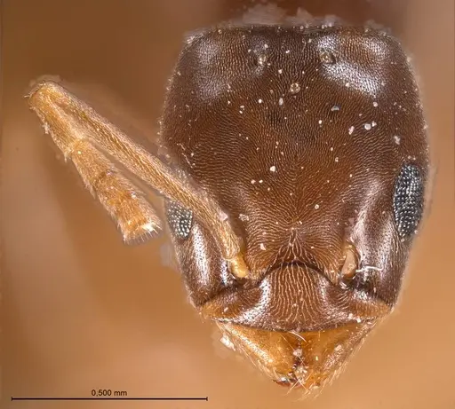 Bothriomyrmex corsicus - ANTWEB1008368