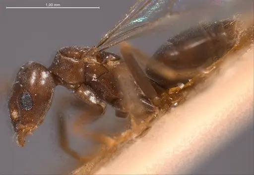 Bothriomyrmex corsicus - ANTWEB1008368