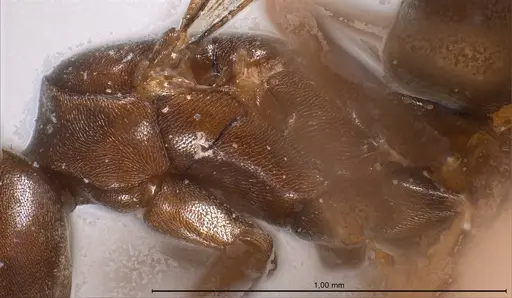 Bothriomyrmex corsicus - ANTWEB1008368