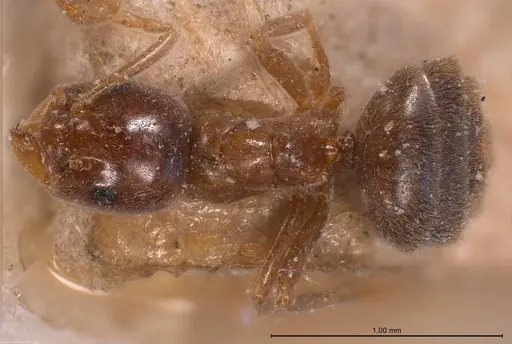 Bothriomyrmex corsicus - ANTWEB1008372