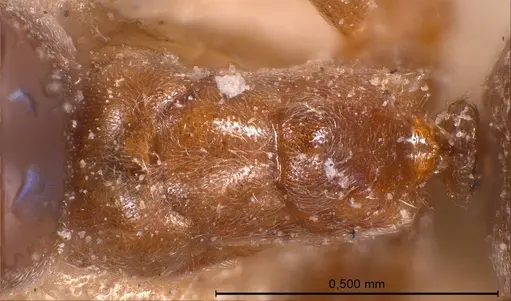 Bothriomyrmex corsicus - ANTWEB1008372