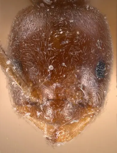 Bothriomyrmex corsicus - ANTWEB1008372