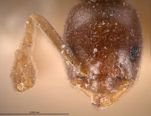 Bothriomyrmex corsicus - ANTWEB1008372