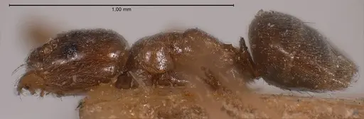 Bothriomyrmex corsicus - ANTWEB1008372