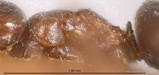 Bothriomyrmex corsicus - ANTWEB1008372