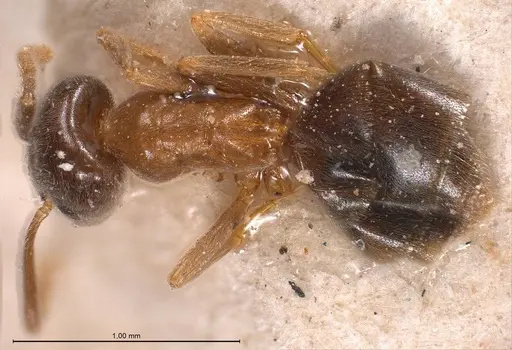 Bothriomyrmex corsicus - ANTWEB1008374