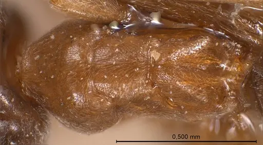 Bothriomyrmex corsicus - ANTWEB1008374