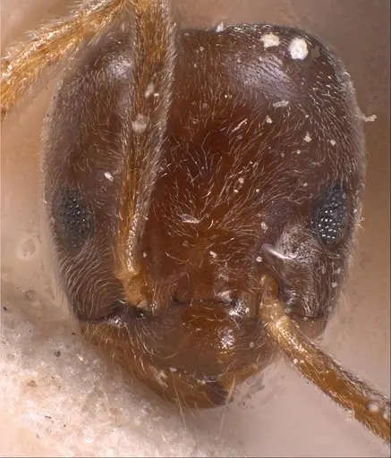 Bothriomyrmex corsicus - ANTWEB1008374