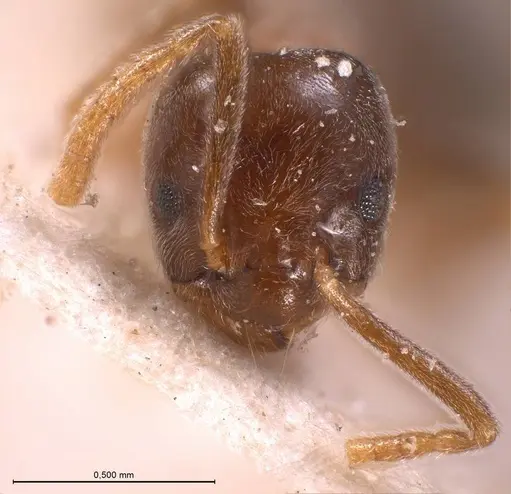 Bothriomyrmex corsicus - ANTWEB1008374