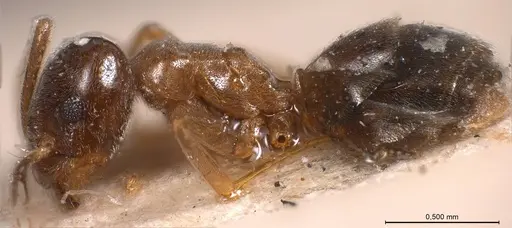 Bothriomyrmex corsicus - ANTWEB1008374