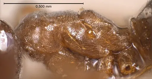Bothriomyrmex corsicus - ANTWEB1008374