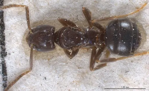 Bothriomyrmex corsicus - ANTWEB1008375