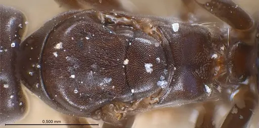 Bothriomyrmex corsicus - ANTWEB1008375