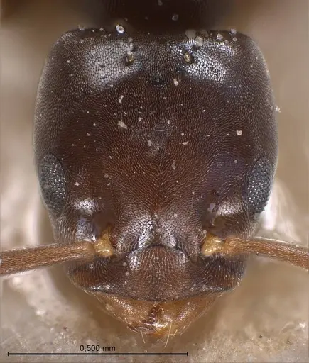 Bothriomyrmex corsicus - ANTWEB1008375
