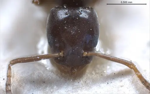 Bothriomyrmex corsicus - ANTWEB1008375