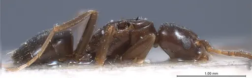 Bothriomyrmex corsicus - ANTWEB1008375