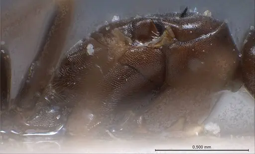 Bothriomyrmex corsicus - ANTWEB1008375