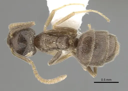 Bothriomyrmex corsicus - CASENT0249556
