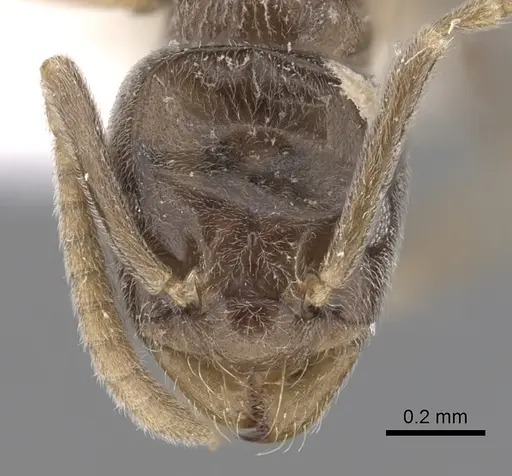 Bothriomyrmex corsicus - CASENT0249556