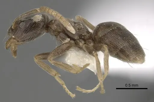 Bothriomyrmex corsicus - CASENT0249556