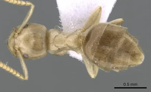 Bothriomyrmex corsicus - CASENT0281571