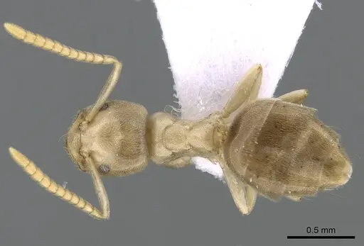 Bothriomyrmex corsicus - CASENT0281571