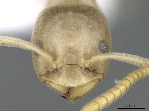 Bothriomyrmex corsicus - CASENT0281571