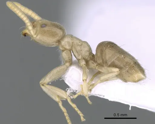 Bothriomyrmex corsicus - CASENT0281571