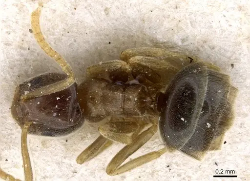 Bothriomyrmex corsicus - CASENT0905118
