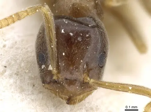 Bothriomyrmex corsicus - CASENT0905118