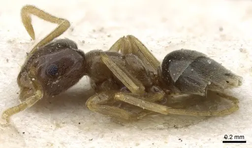 Bothriomyrmex corsicus - CASENT0905118