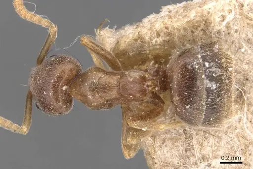 Bothriomyrmex corsicus - CASENT0905119