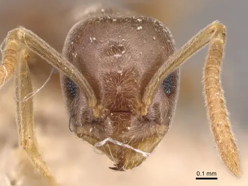 Bothriomyrmex corsicus - CASENT0905119