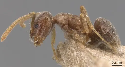 Bothriomyrmex corsicus - CASENT0905119