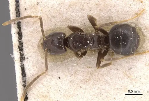 Bothriomyrmex corsicus - CASENT0905122